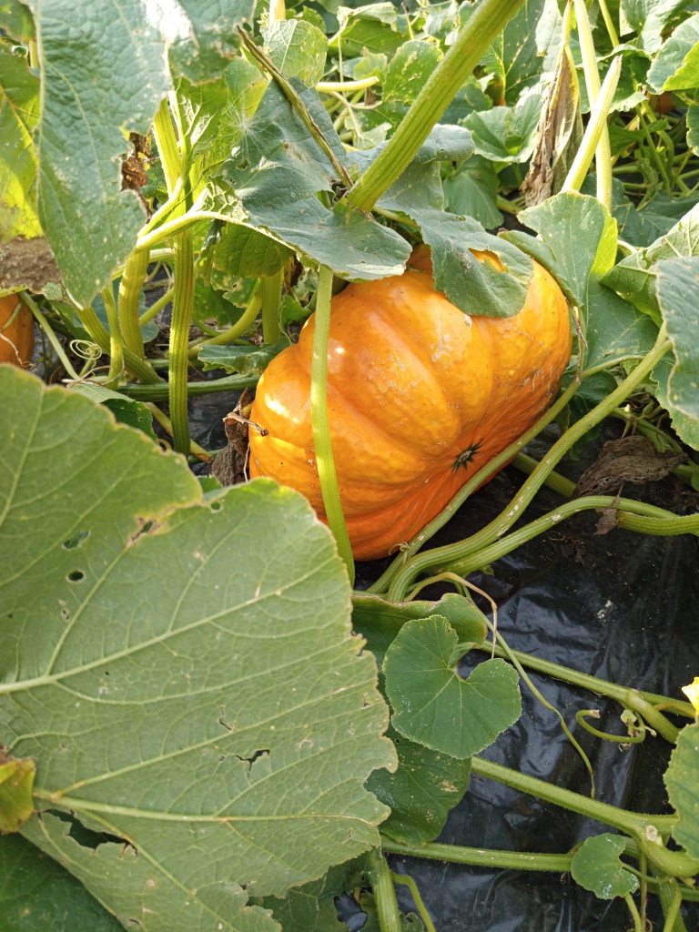 По мере созревания плоды изменяют цвет.jpg