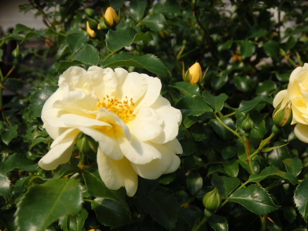 Роза почвопокровная Суони.JPG