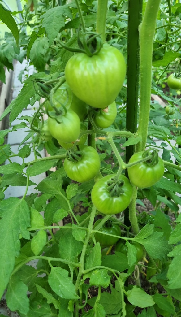 IMG-20240705-WA0018.jpeg