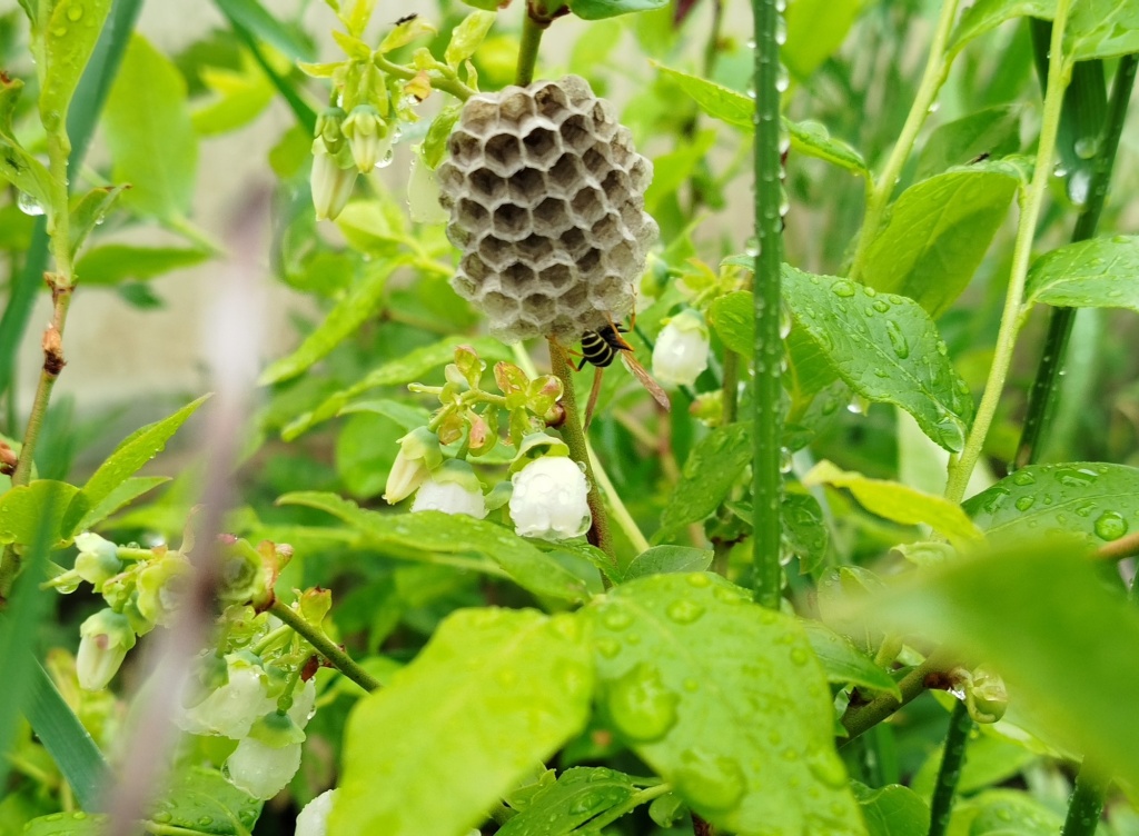 осиное гнездо.jpg