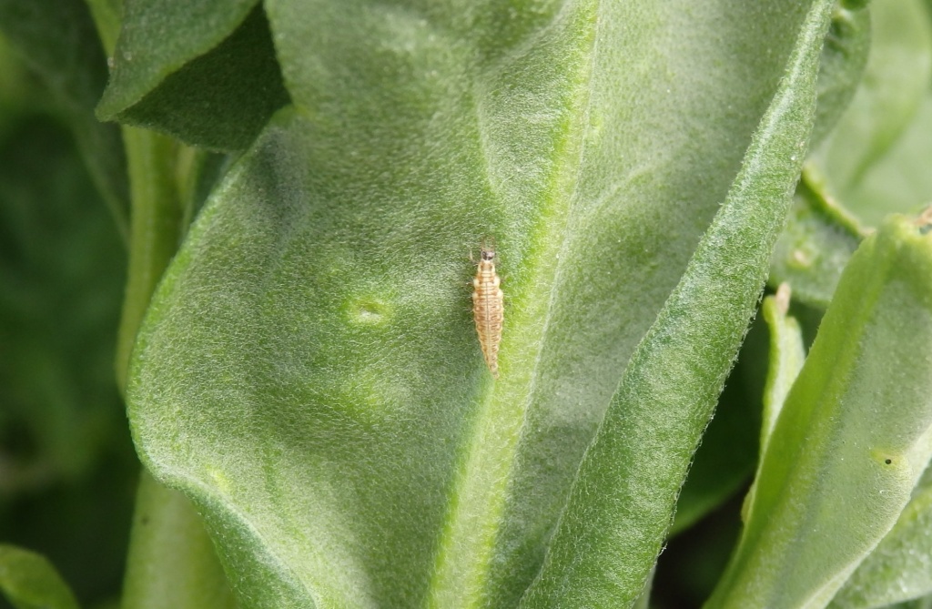 Личинка златоглазки.JPG