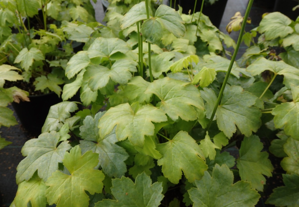 Клопогон простой Уайт Перл.JPG