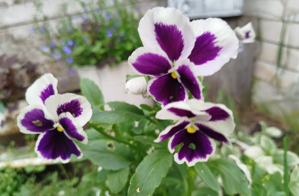 Виола Риплинг Вотерс.jpg