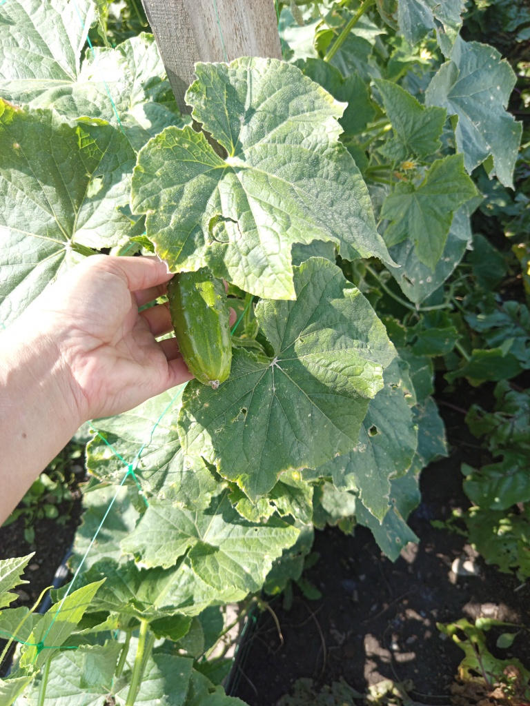 Зеленцы шипастые и немного колючие.jpg