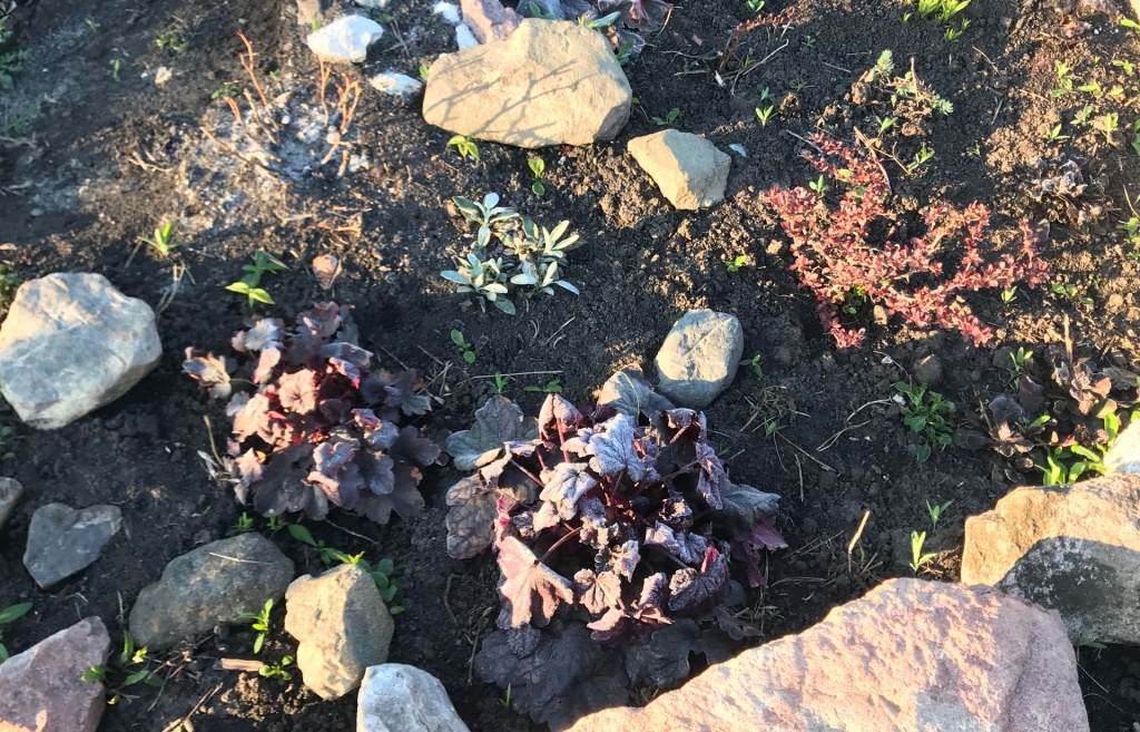 заморозки 3.jpg