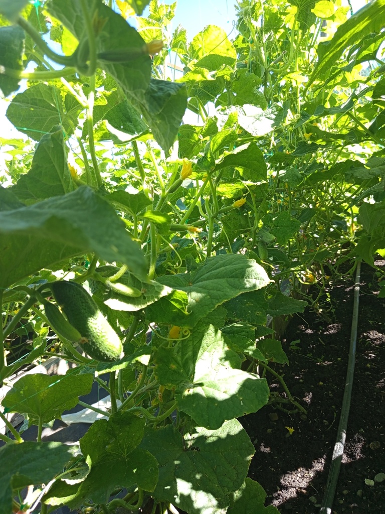 Сбор урожая длится все лето.jpg