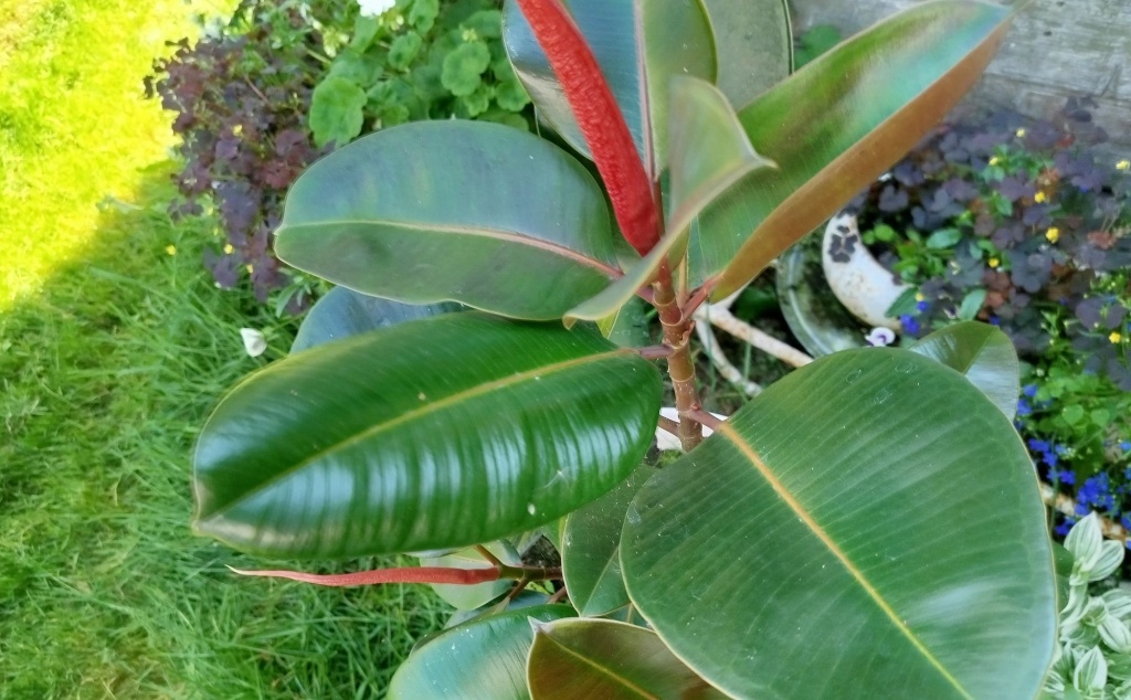 Фикус.jpg Фикус.jpg