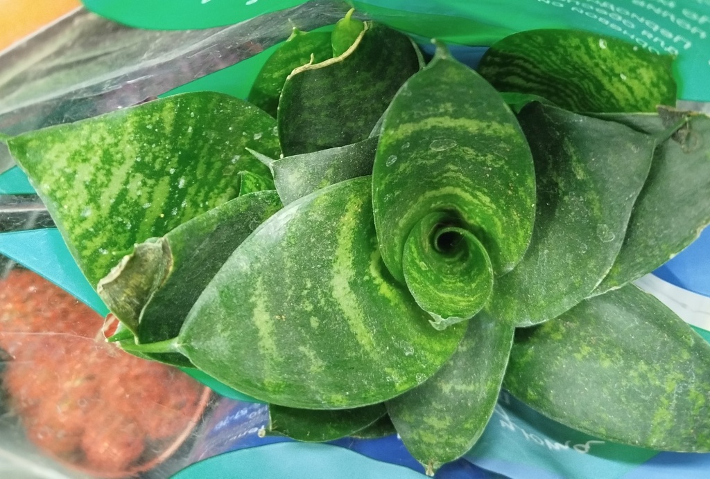 Сансевиерия Ханни.jpg