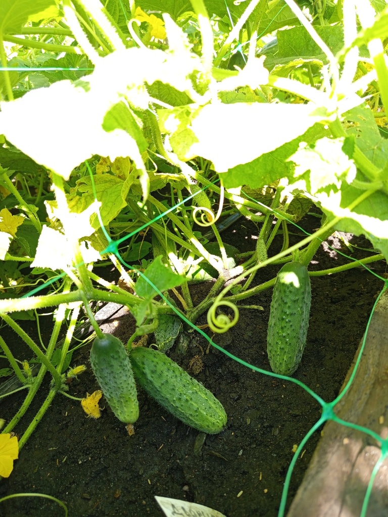 И это только начало плодоношения.jpg И это только начало плодоношения.jpg