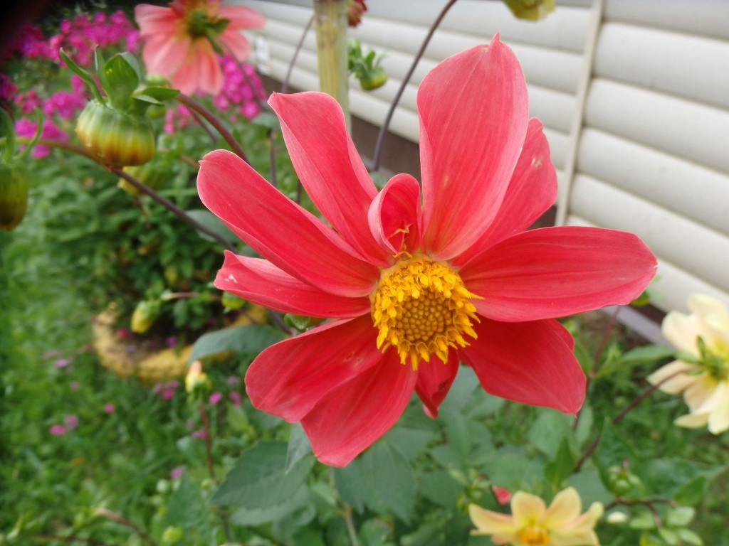 Однолетние георгины.JPG