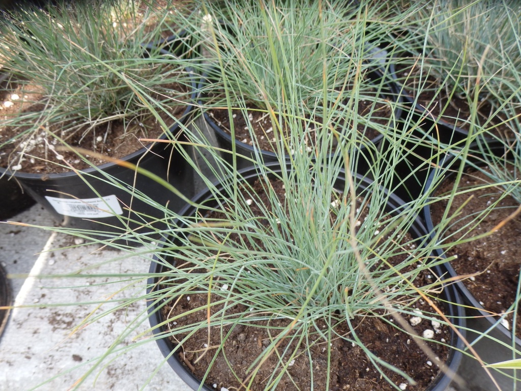 Овсяница сизая.JPG