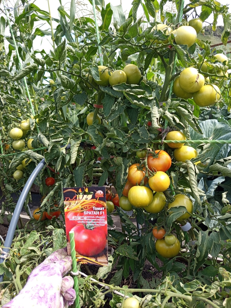 Крупные кисти требуют подвязки.jpg