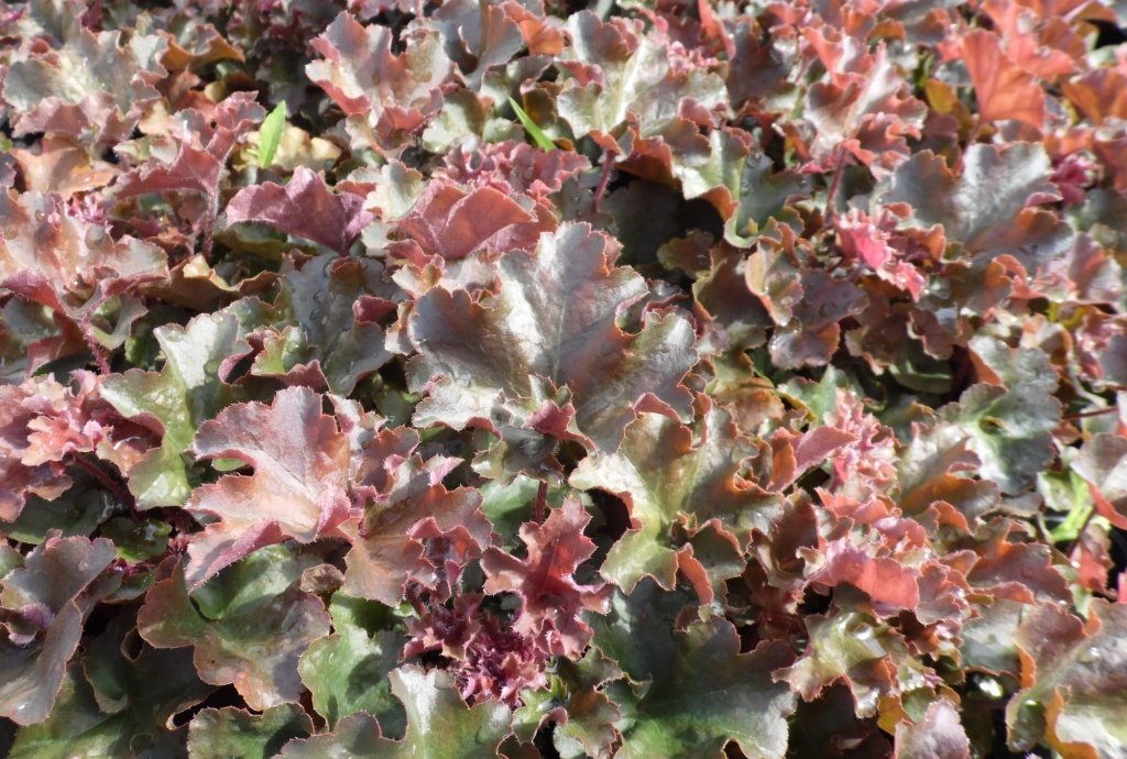 Гейхера гибридная Cappuccino.JPG