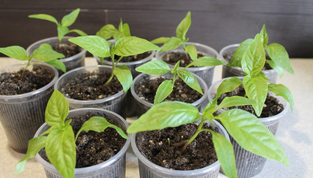 рассада перца.JPG