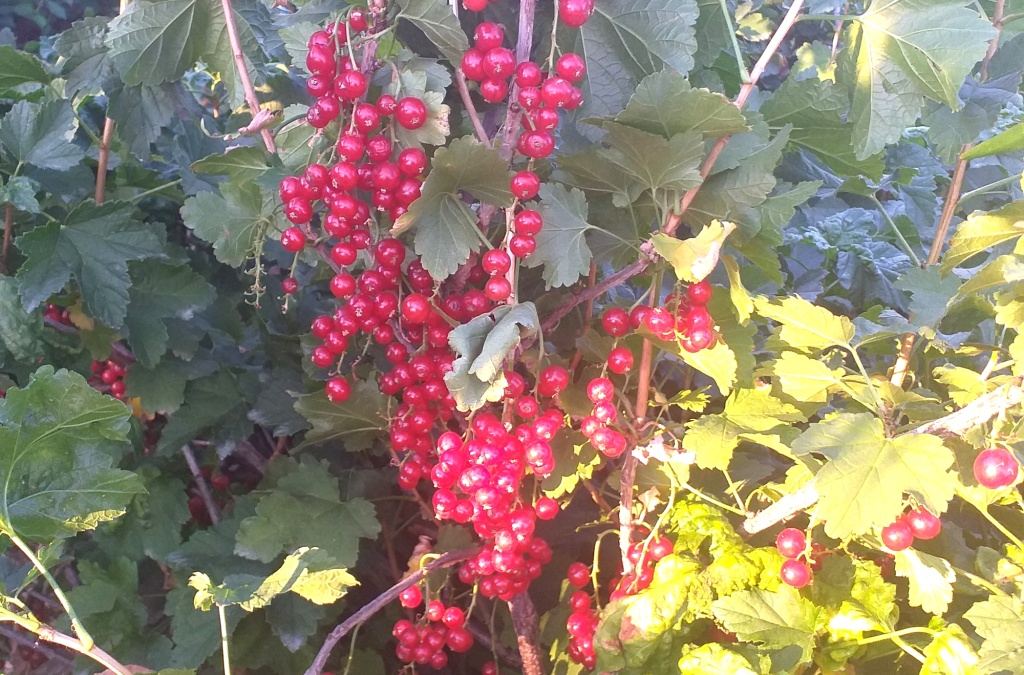 красная смородина2.jpg