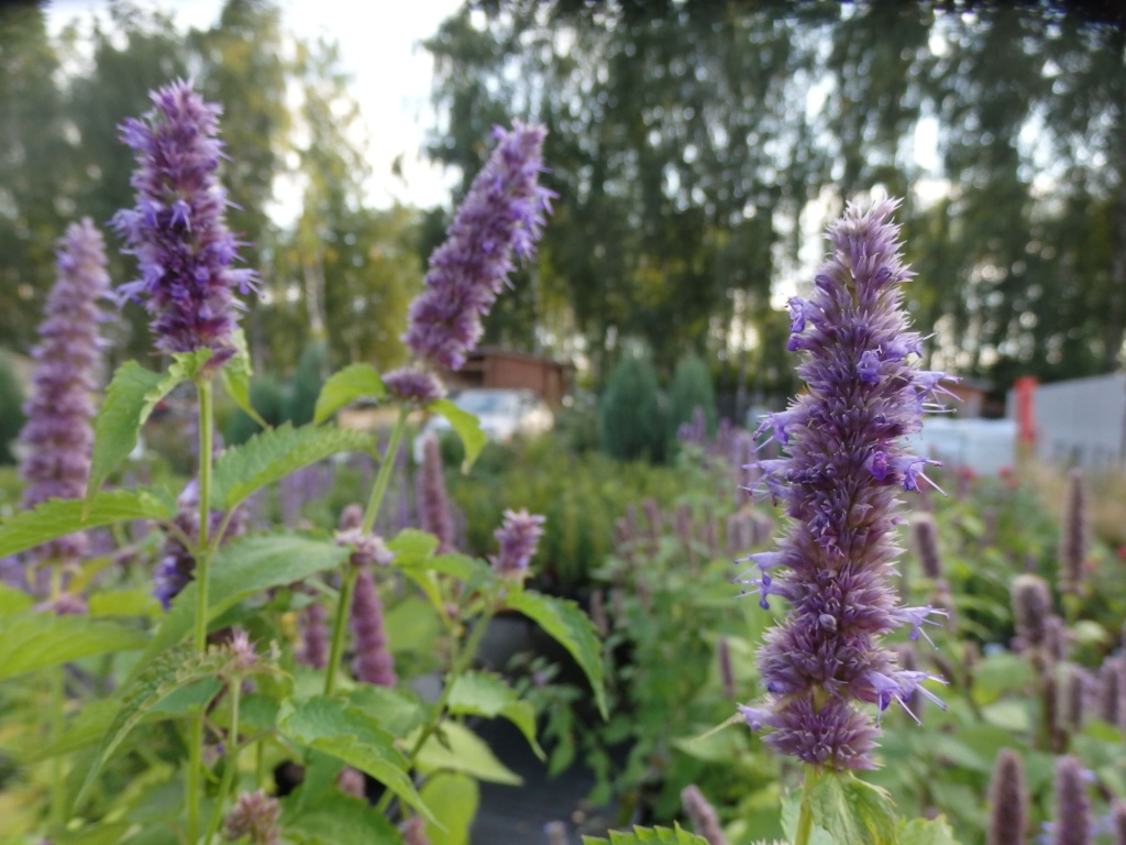 Лофант анисовый Франт.JPG