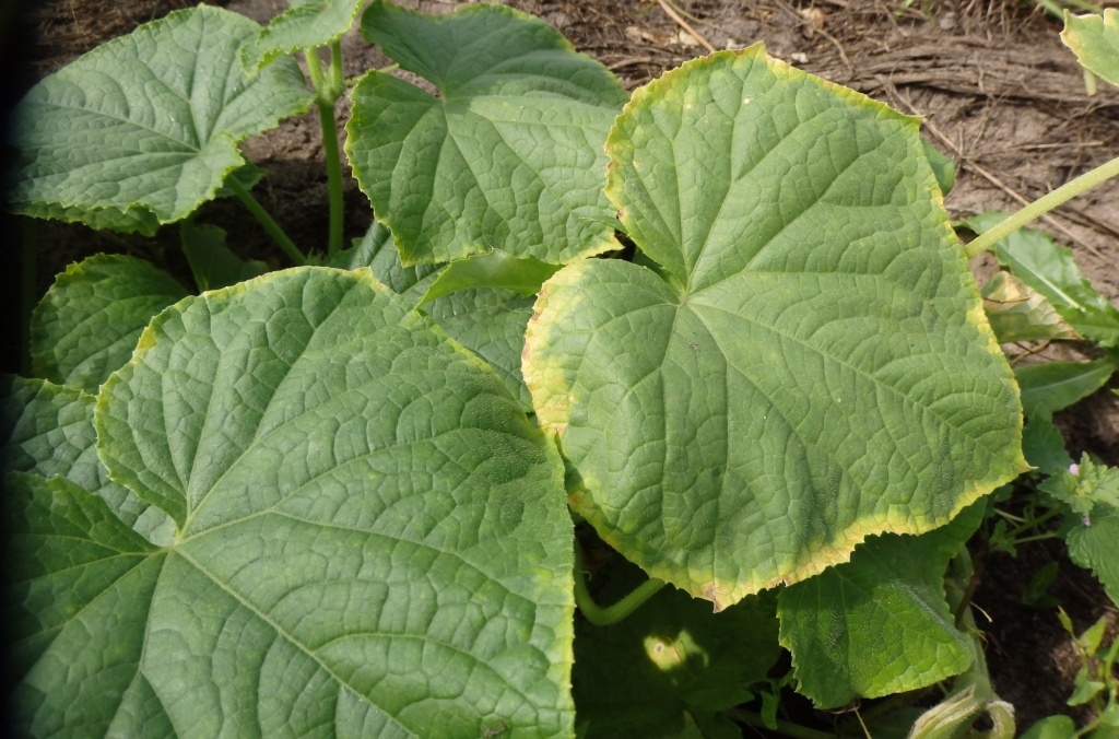 Недостаток калия (желтая кайма на листьях огурца).JPG