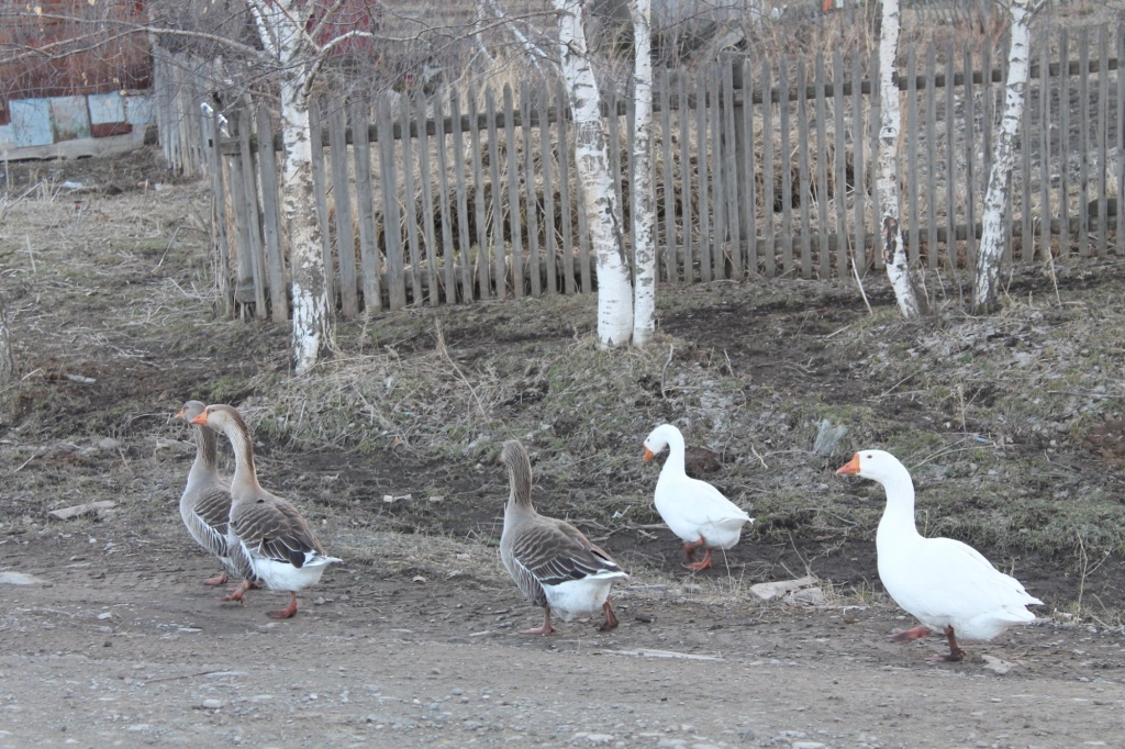IMG_8469ххх.JPG