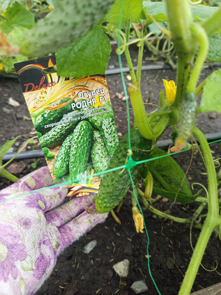 Красавчик, как с картинки.jpg Красавчик, как с картинки.jpg