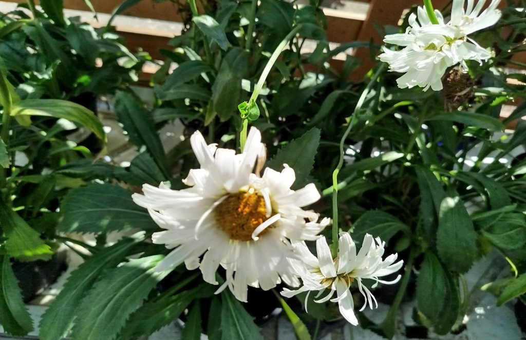 Нивяник наибольший Виррал Суприм.jpg