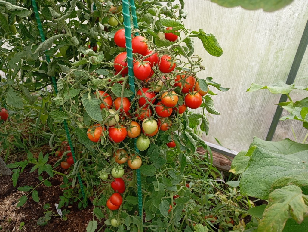 Томат Вкусника.jpg Томат Вкусника.jpg
