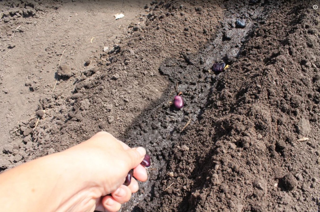 посев бобов 1 ррр.JPG