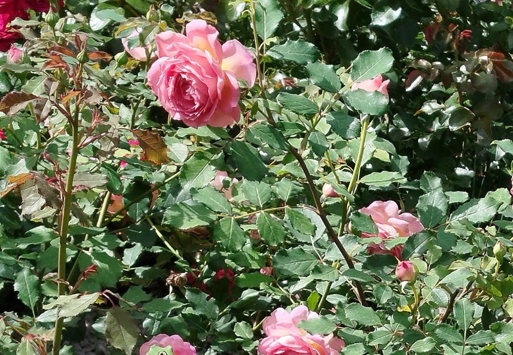 Роза Остина Джубили Селебрейшн.jpg