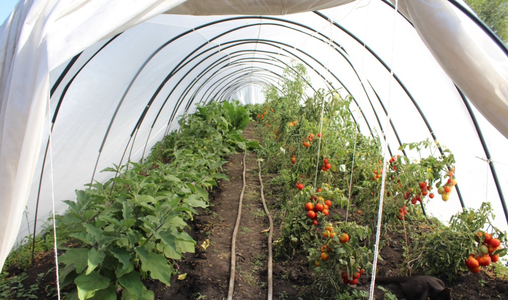 IMG_6879 Теплица 2 общий план_2000x1184.JPG