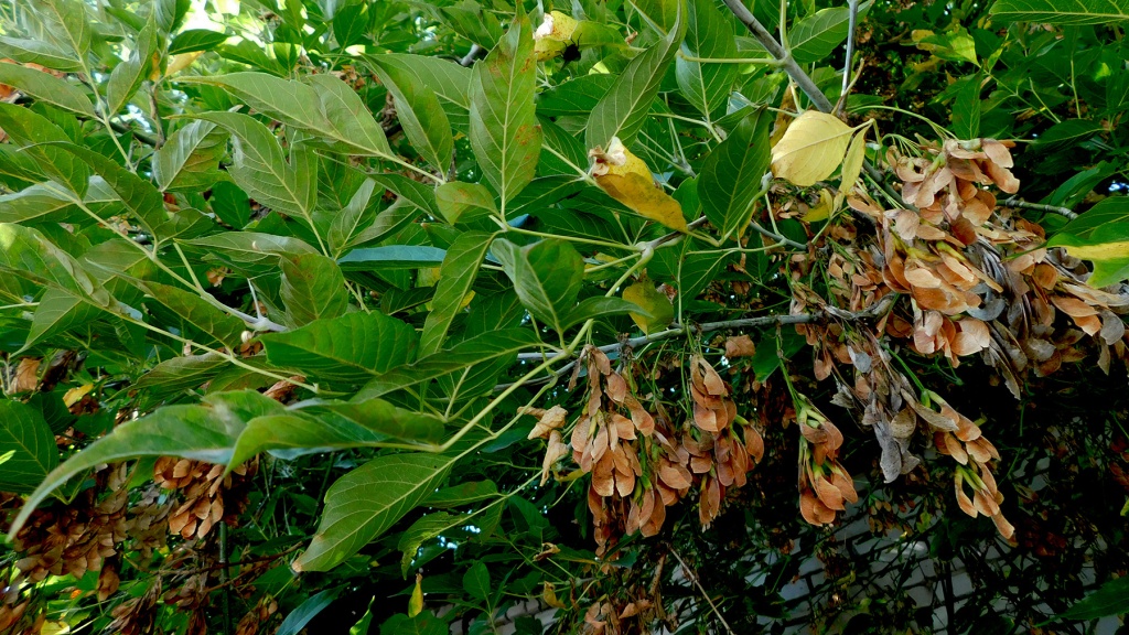 DSCN9085.JPG