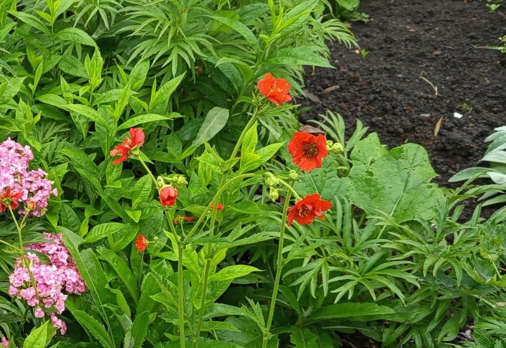 Гравилат чилийский Огненный шар.jpg