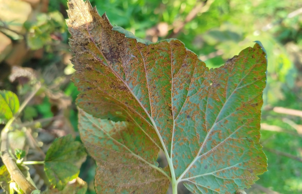 Ржавчина на смородине.jpg Ржавчина на смородине.jpg