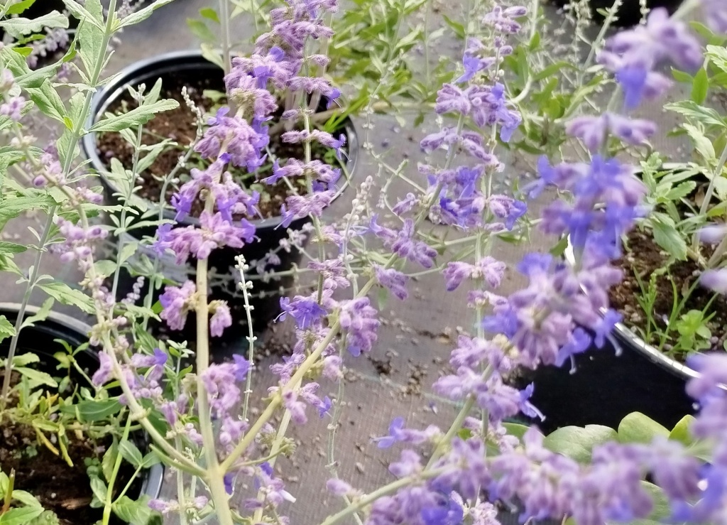 Перовския гибридная Литл Спайр.jpg