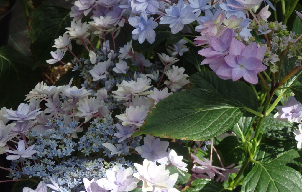 Гортензия крупнолистая Флория Блю.JPG