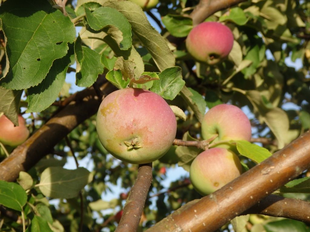 Расположение яблони рядом с вишней