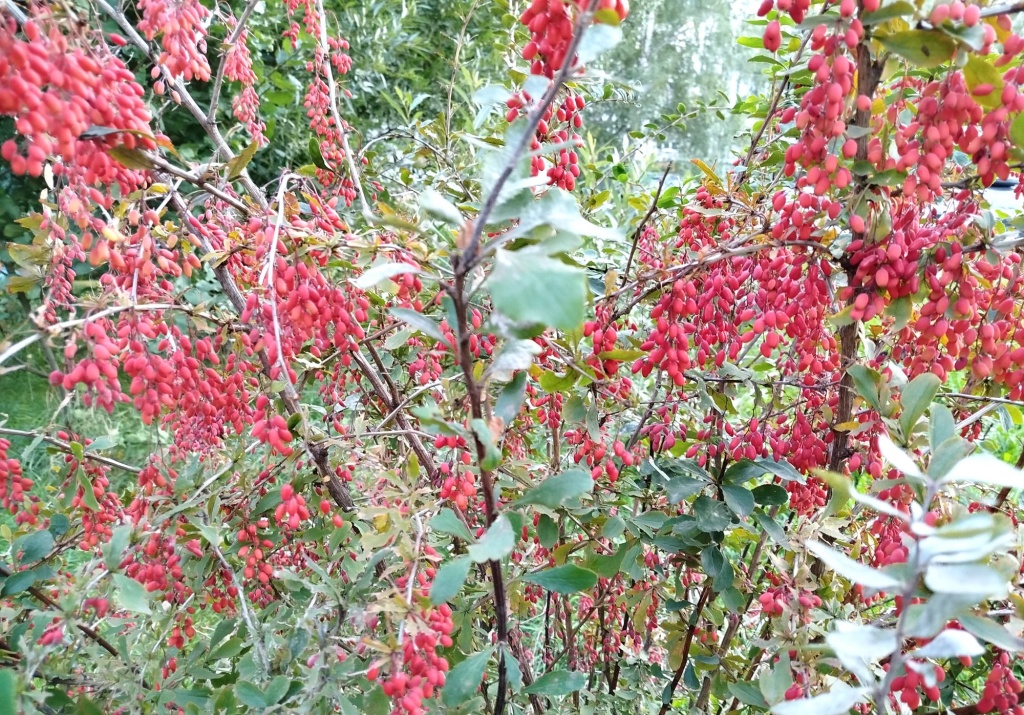 Барбарис для съедобной изгороди.jpg Барбарис для съедобной изгороди.jpg