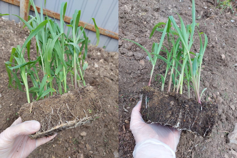 Как посадить кукурузу в огороде в открытый. Рассада кукурузы. Полив кукурузы. Прлив кукурузы консолью.