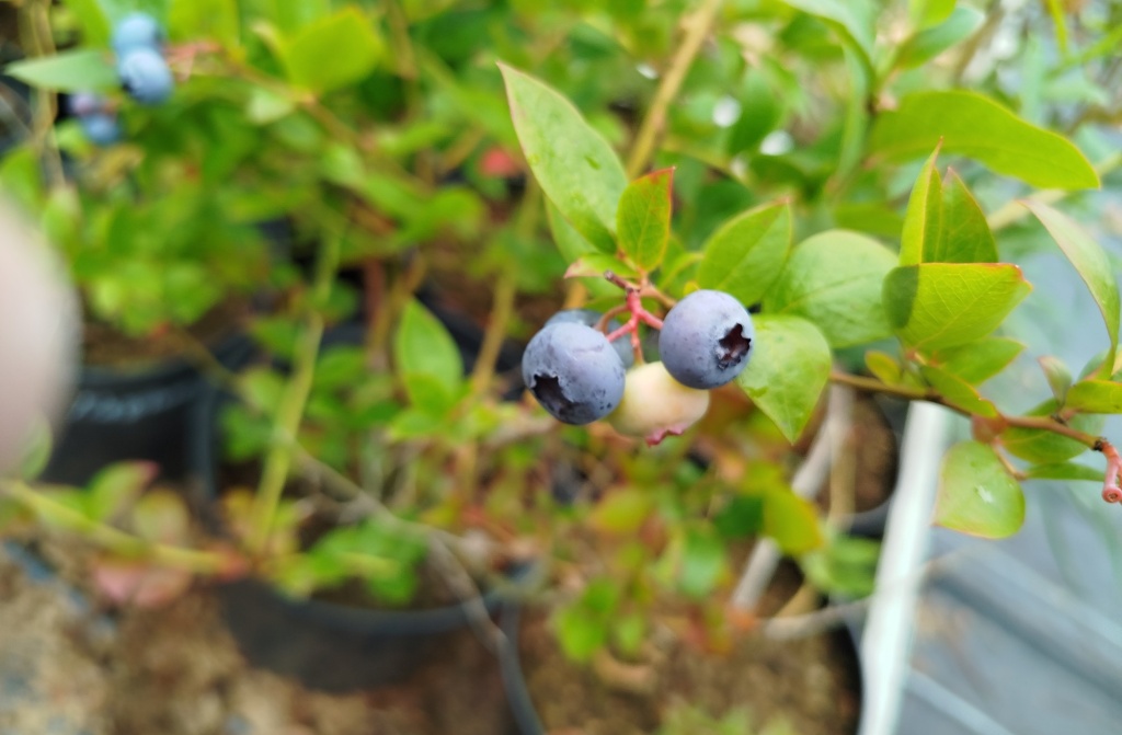 Голубика Патриот.jpg