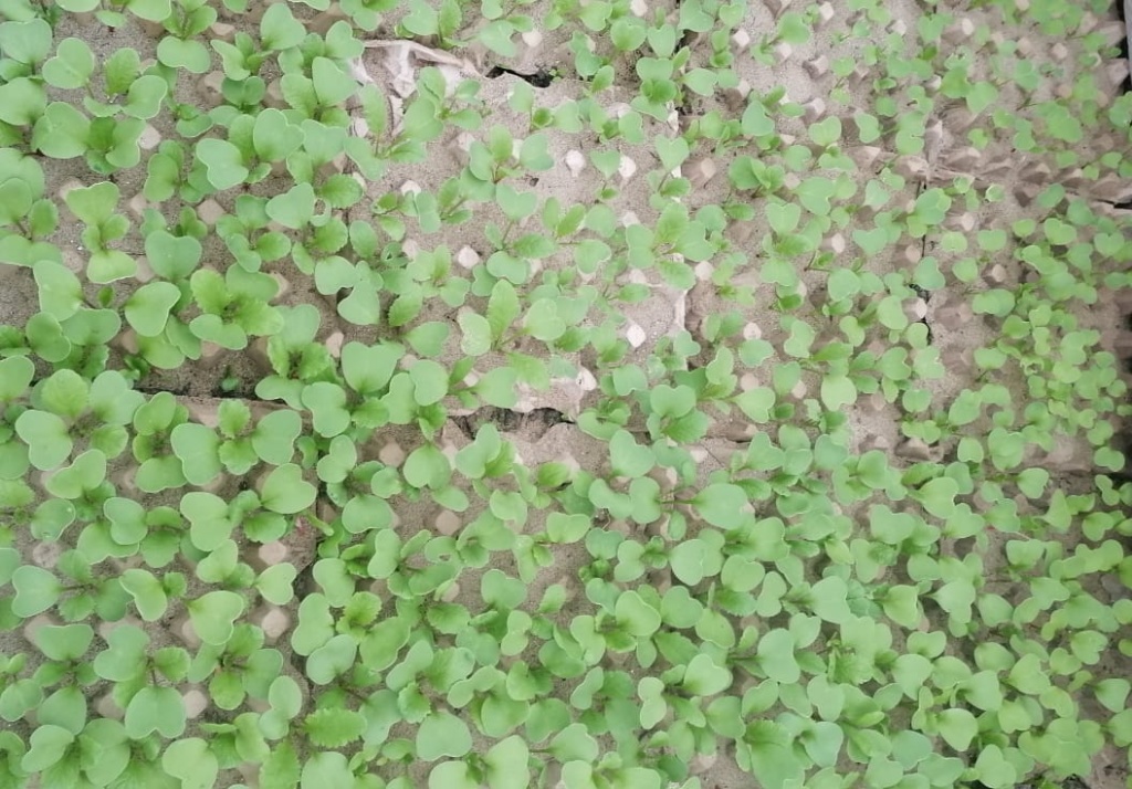 редиска.jpg редиска.jpg