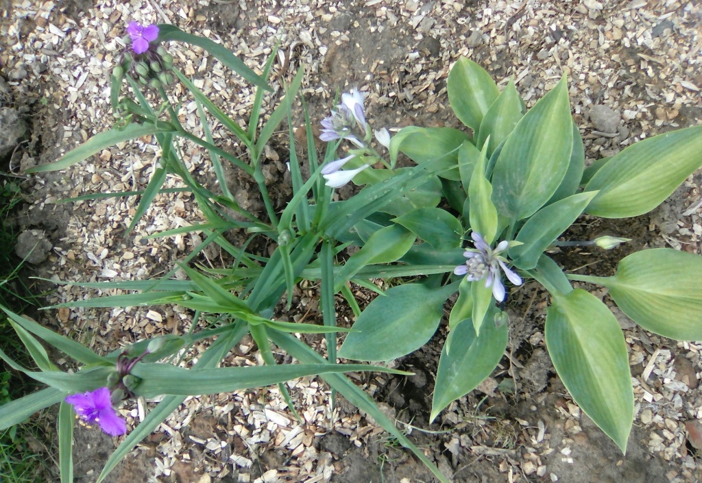 традесканция 1.jpg