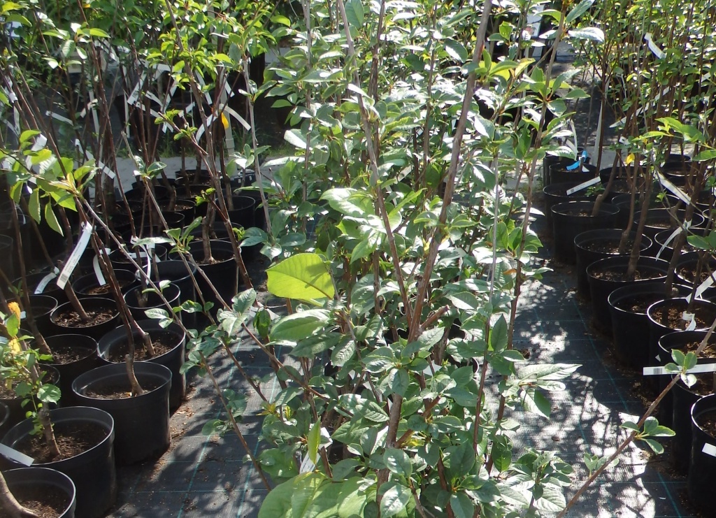 саженцы вишни.JPG