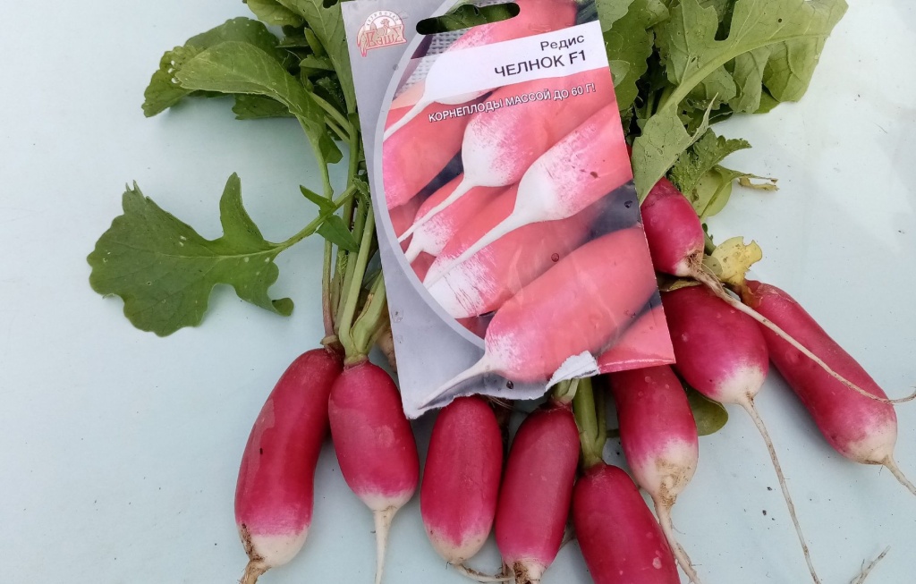 челнок редис.jpg