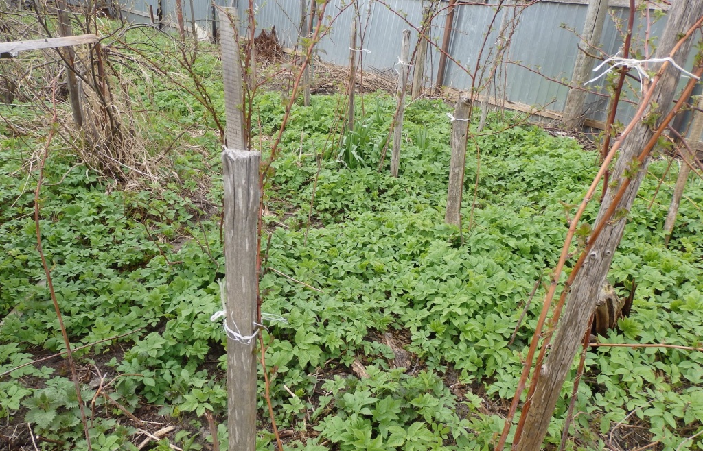 Сныть в малиннике.JPG