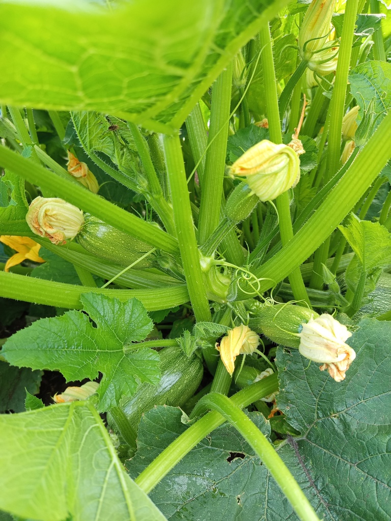 На кусте одновременно завязывается множество плодов.jpg На кусте одновременно завязывается множество плодов.jpg