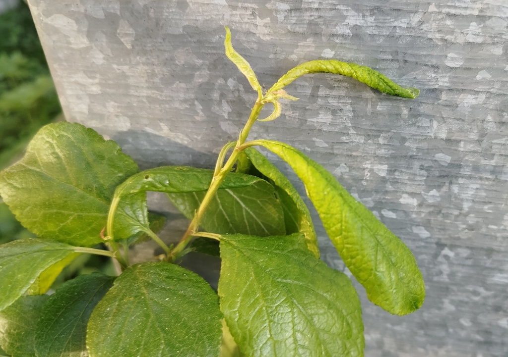 Лист скручен.jpg Лист скручен.jpg