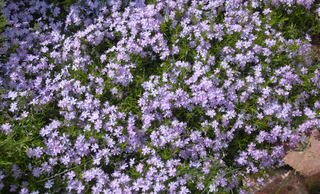 Флокс шиловидный 2.JPG