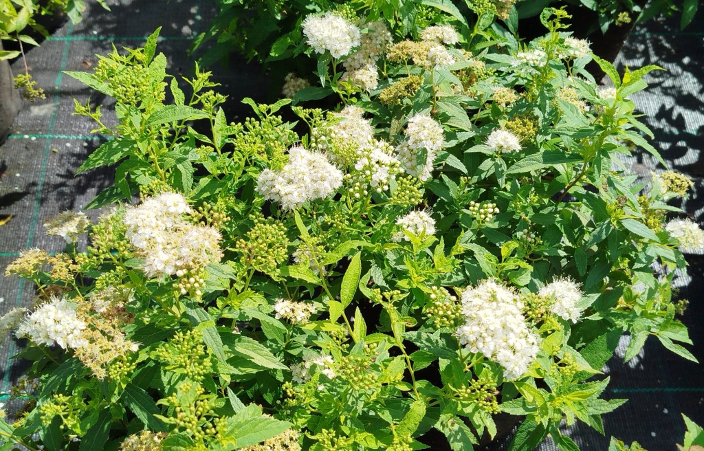 Спирея японская Альбифлора.jpg