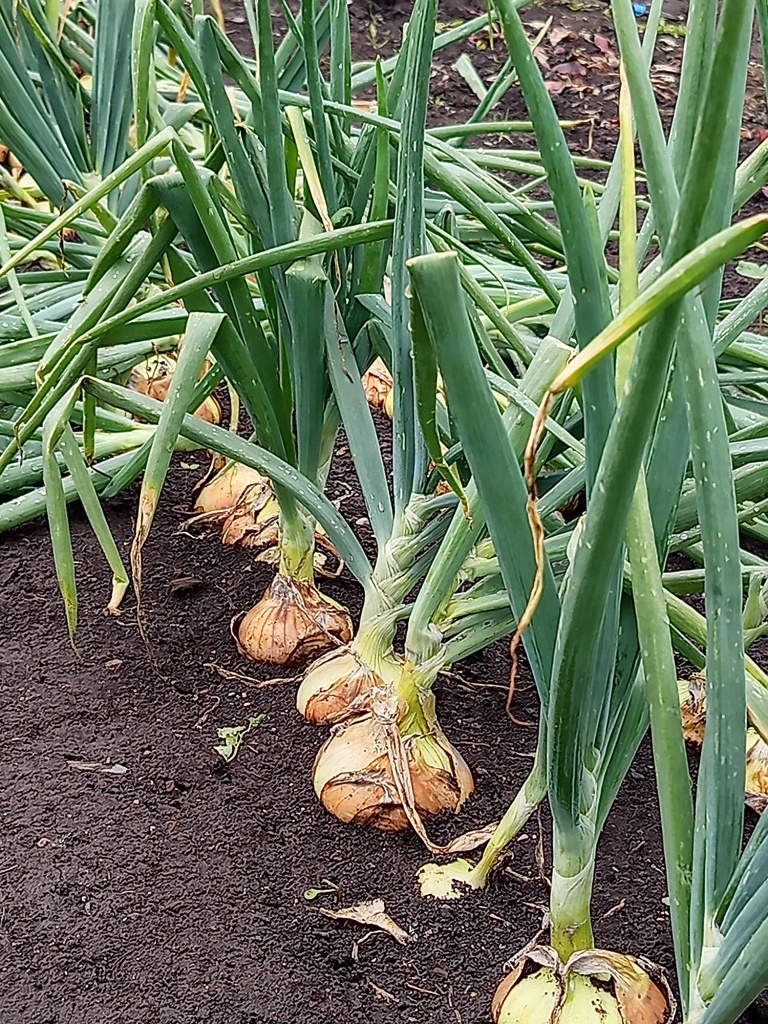 IMG_20250808_121229.jpg IMG_20250808_121229.jpg