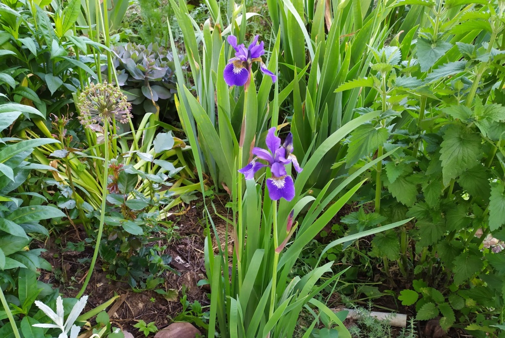 Сибирский ирис.jpg