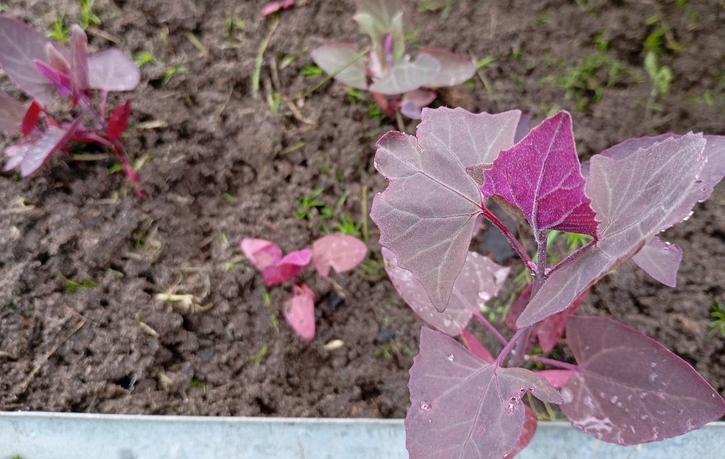 Лебеда садовая Красное перо 2.jpg Лебеда садовая Красное перо 2.jpg