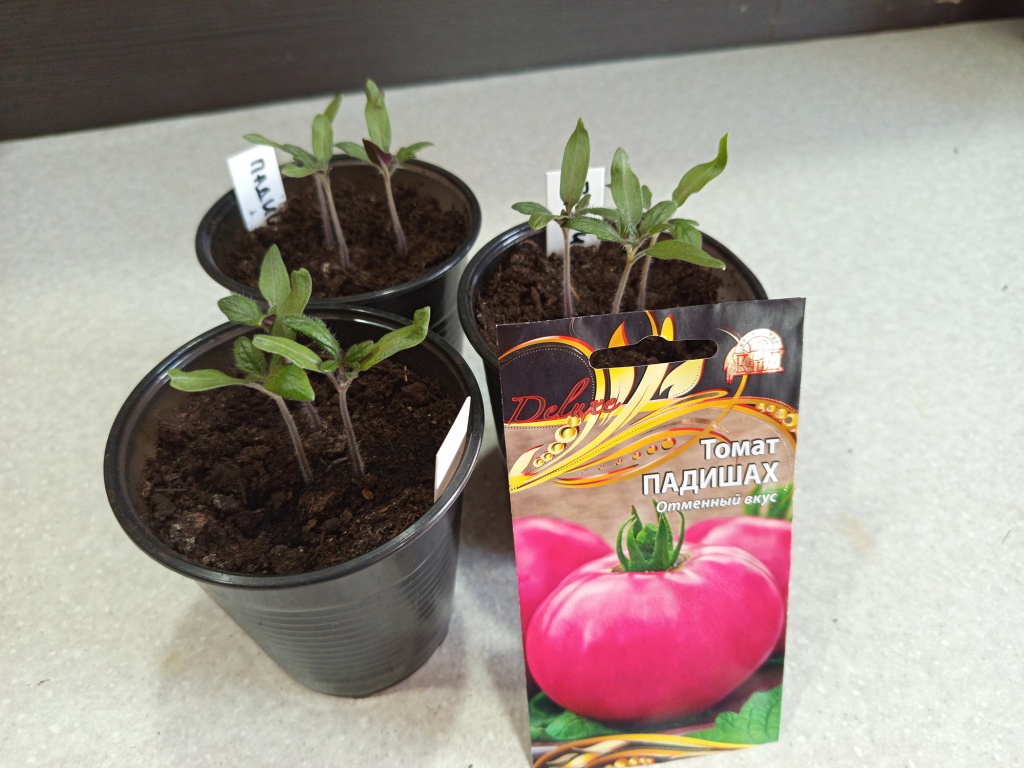 Начало сезона рассады.jpg Начало сезона рассады.jpg